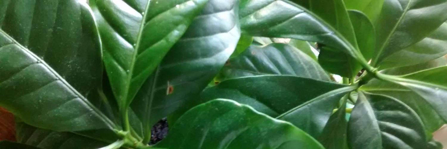 FlatlandsCoffee's profile banner image