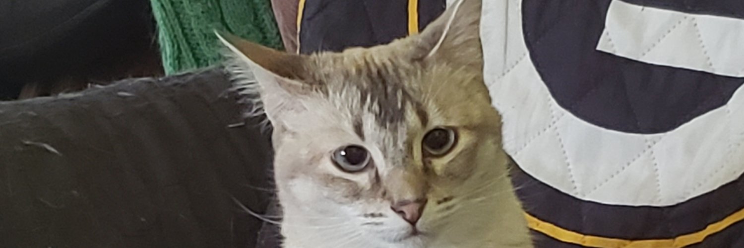lib_gosnell's profile banner image