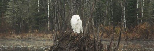HansBiemond's profile banner image