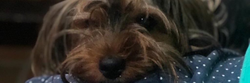 CamilaPRivera's profile banner image