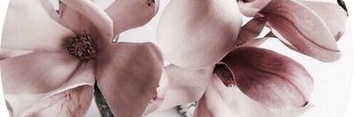 vevealali's profile banner image