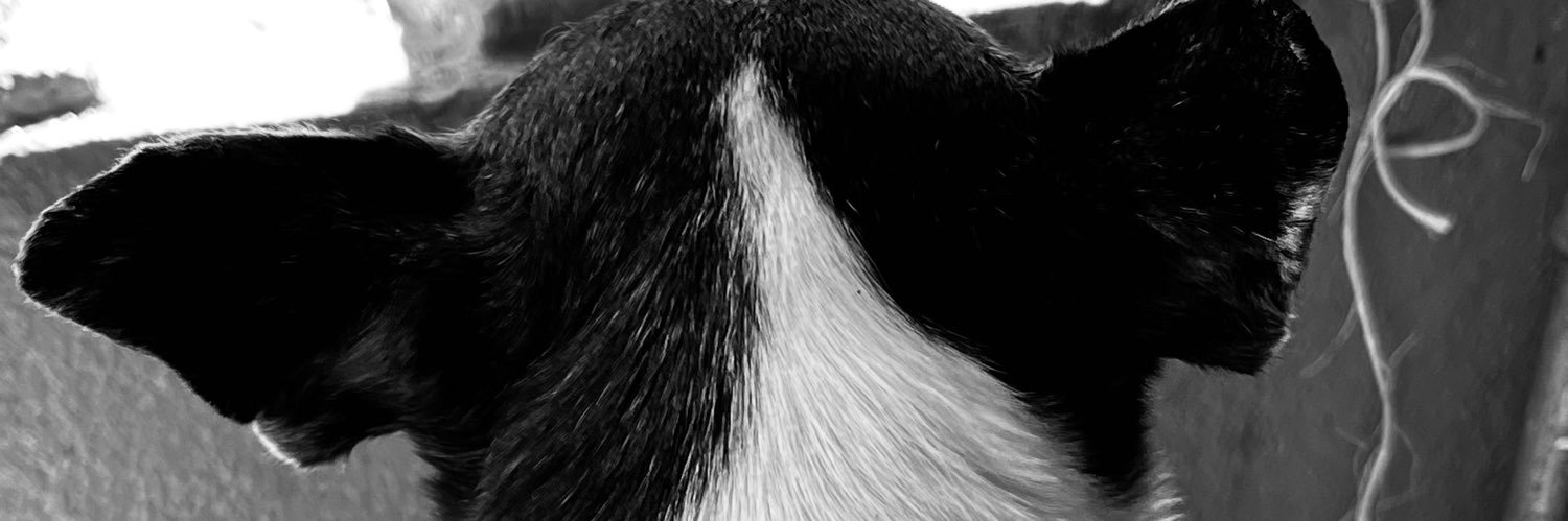 🌙 banner