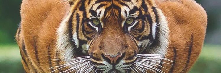 coumbae___'s profile banner image