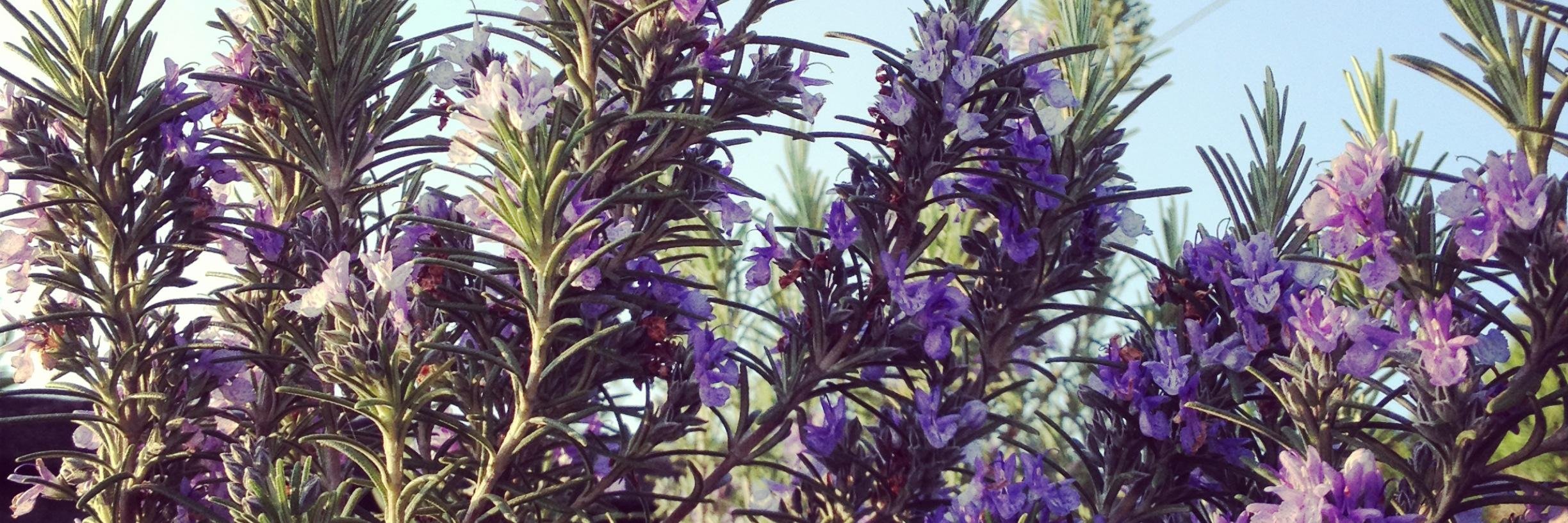 Zach is still hungry 🎵 banner