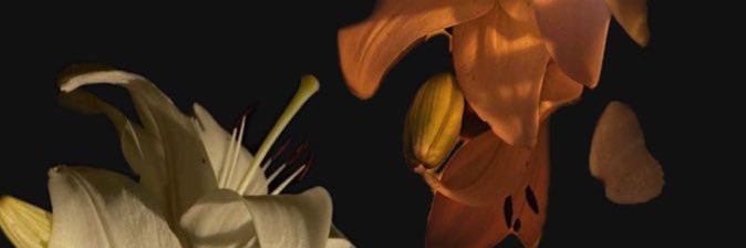 ShanelleBarbs's profile banner image