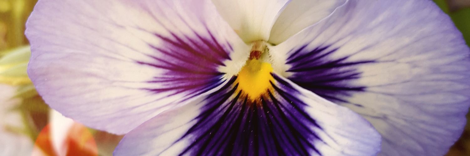 caitlinpalar's profile banner image