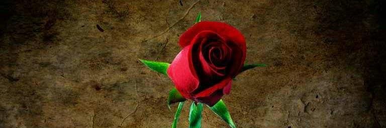 Msrose58's profile banner image