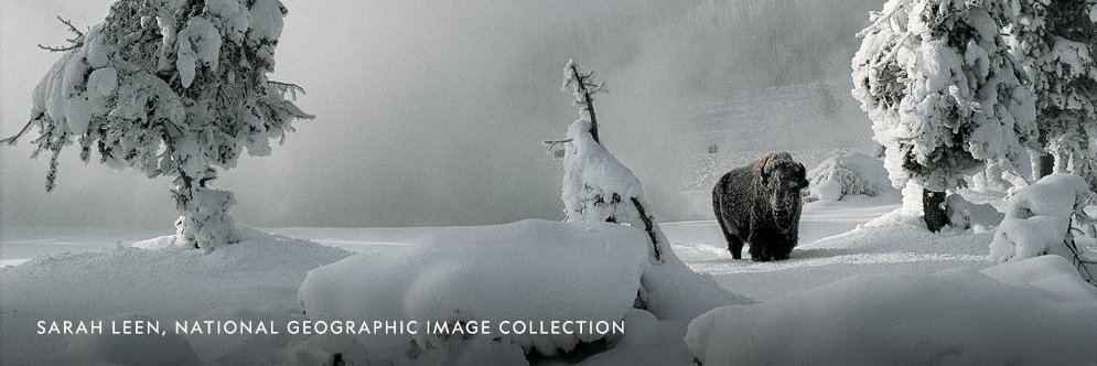 StarJing's profile banner image