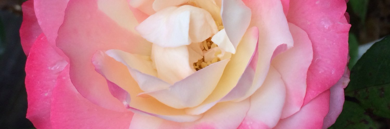 Katrina McNamara banner