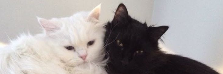 ell🍝 janlup fb y banner