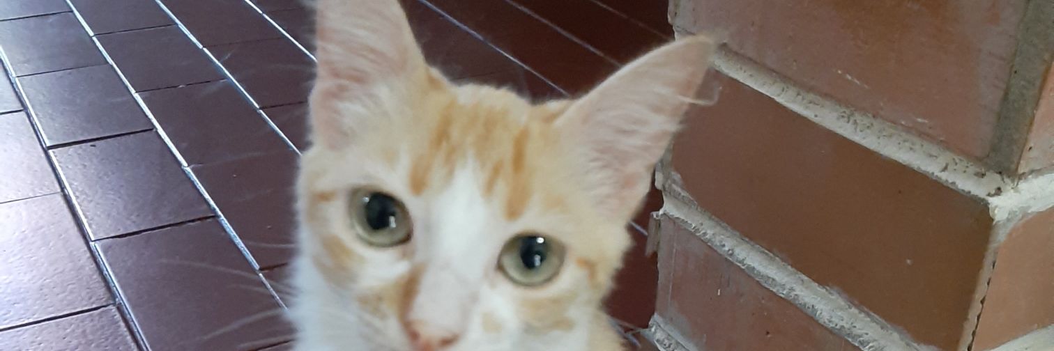 AndreinaRoldan's profile banner image