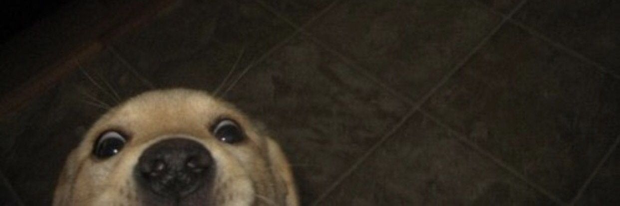 beezzkneez's profile banner image