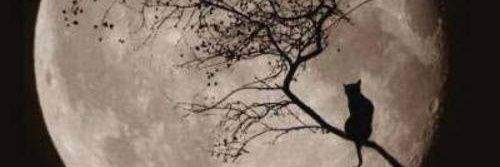 KatViWo banner
