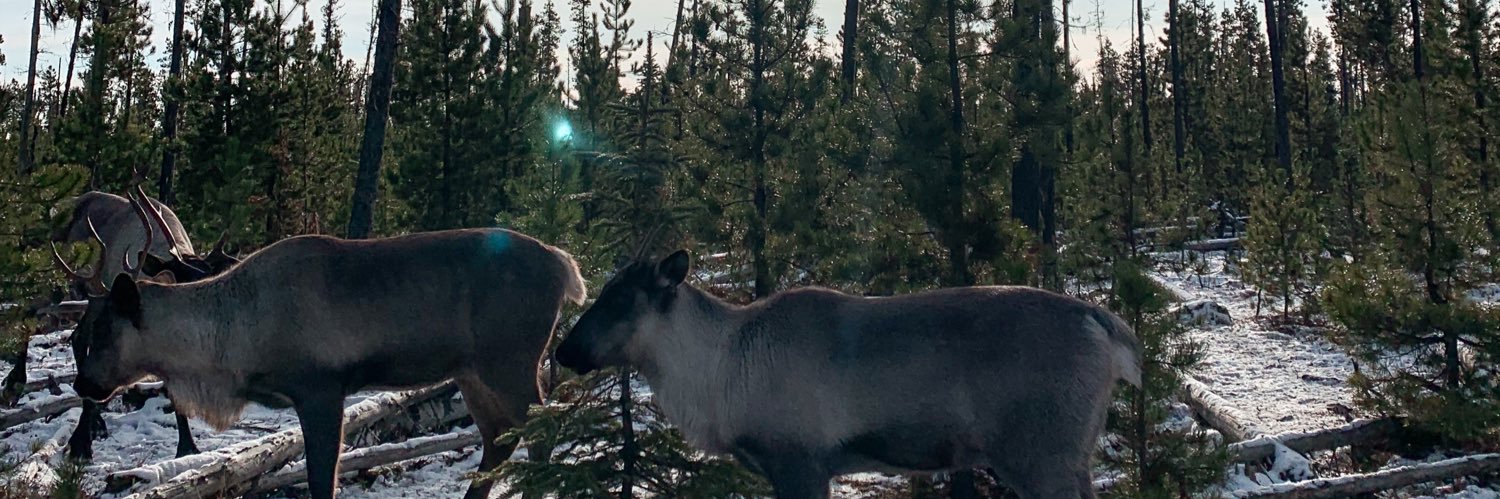 CarlieOBrien's profile banner image