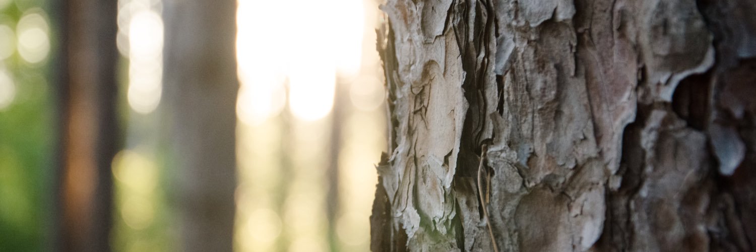 ladyfoels's profile banner image