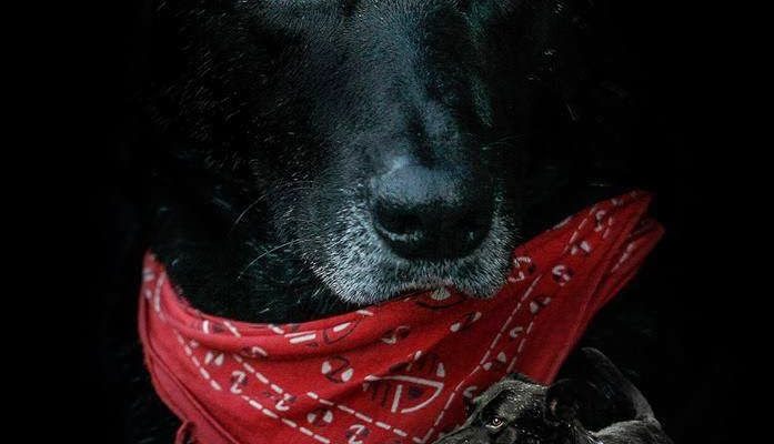 00pzer's profile banner image