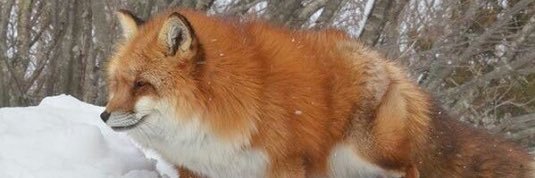 Fatt 🦊 banner