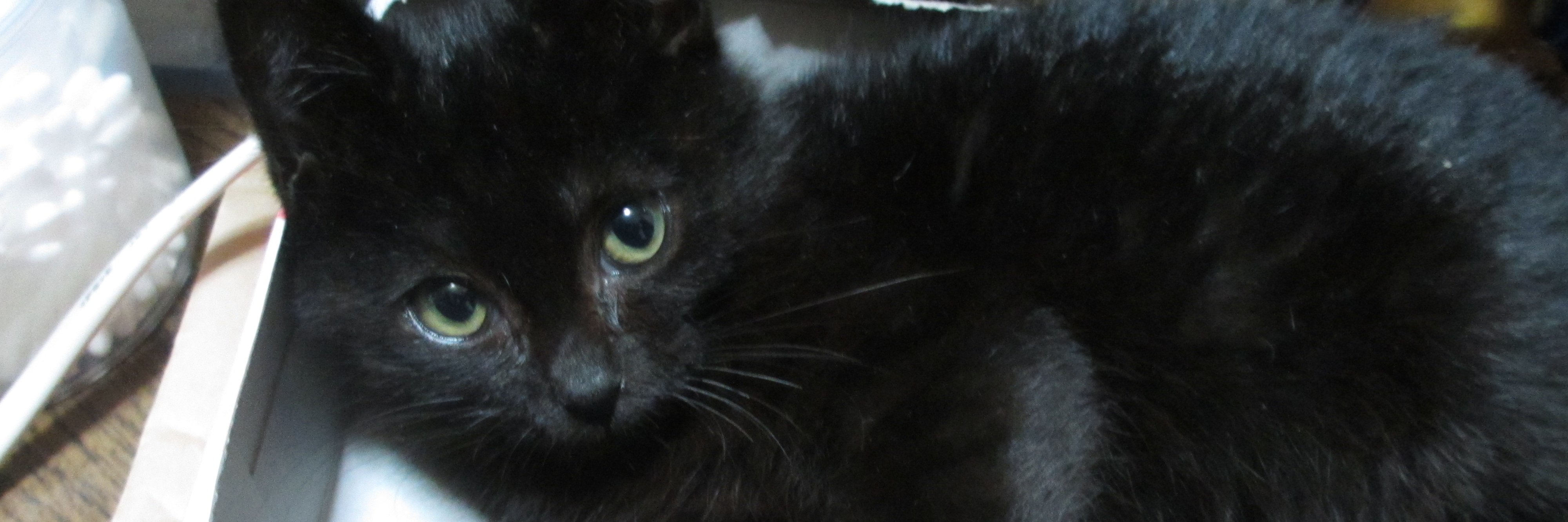 tetannu's profile banner image
