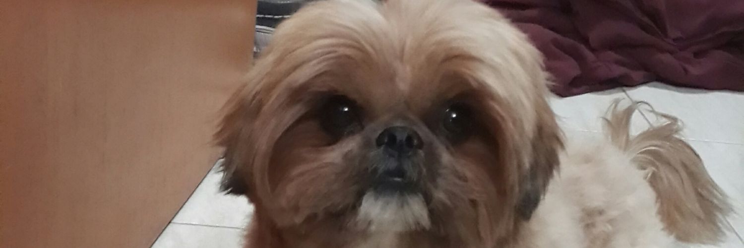 elguente's profile banner image