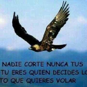 francisco  zago banner