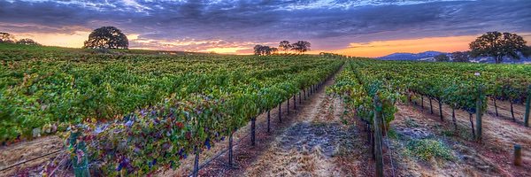 NaggiarVineyard's profile banner image