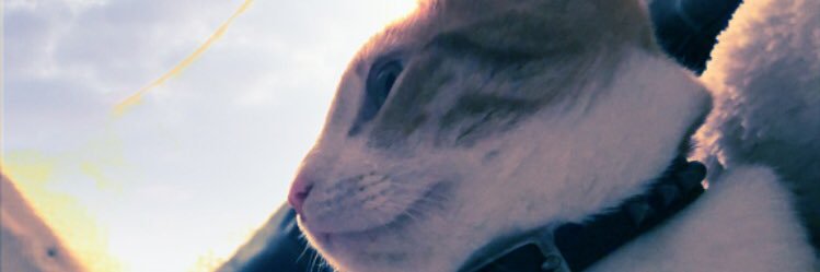 TweeterlessZP's profile banner image