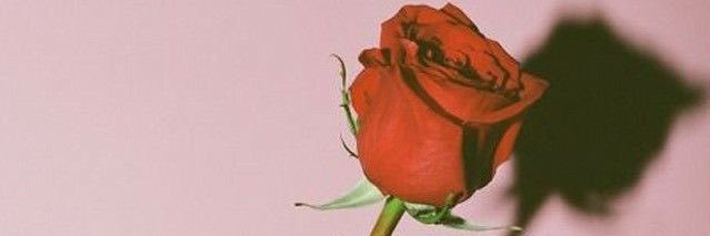 HaleyJoRyan's profile banner image