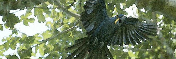 onerarebird's profile banner image