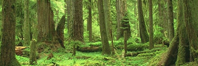 communebonum's profile banner image