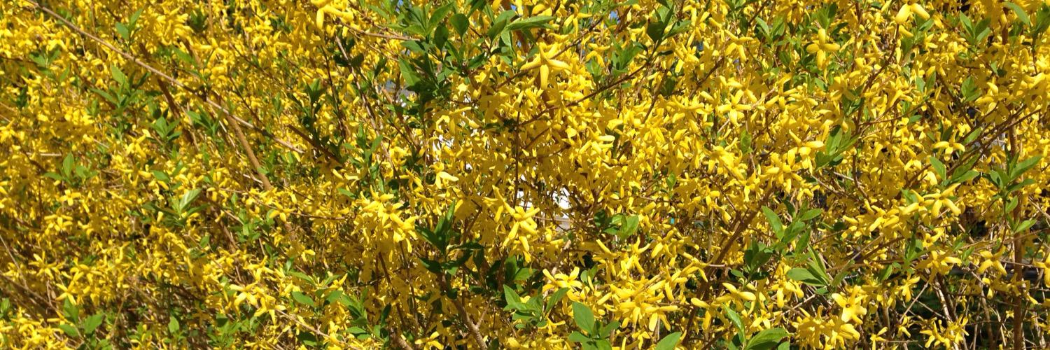 Jennifer Acker banner