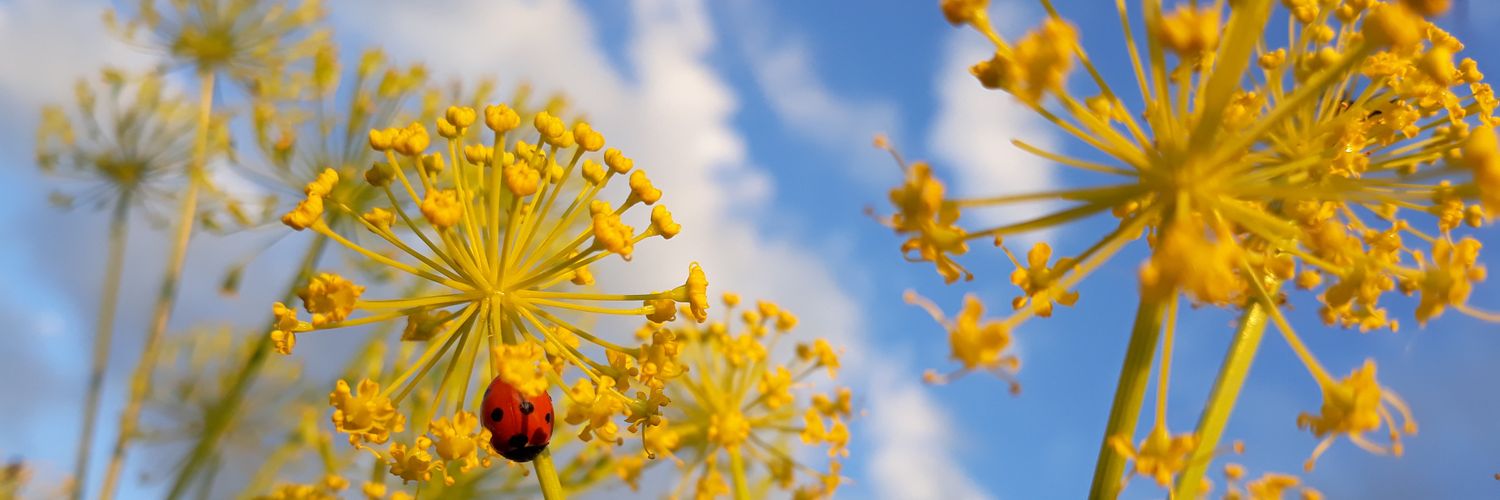 Ivanka Puigdueta banner