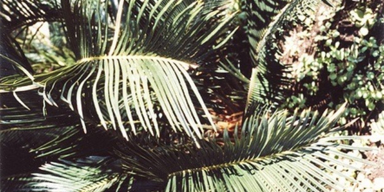 claumunozen's profile banner image