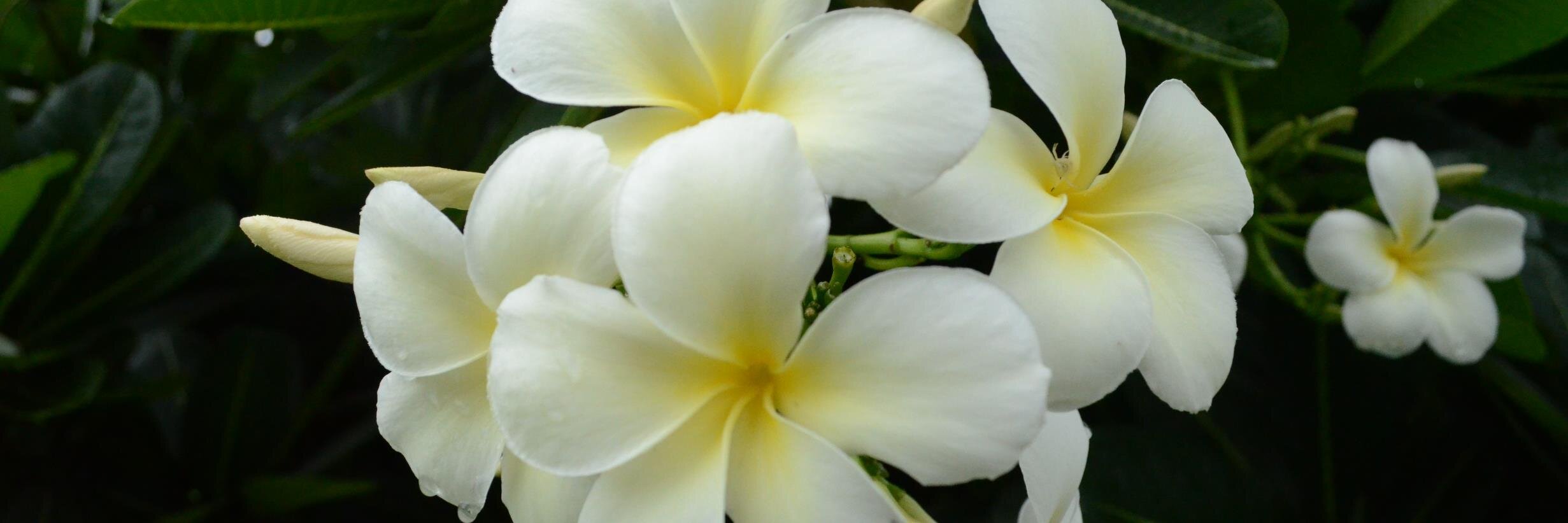 srj0807's profile banner image
