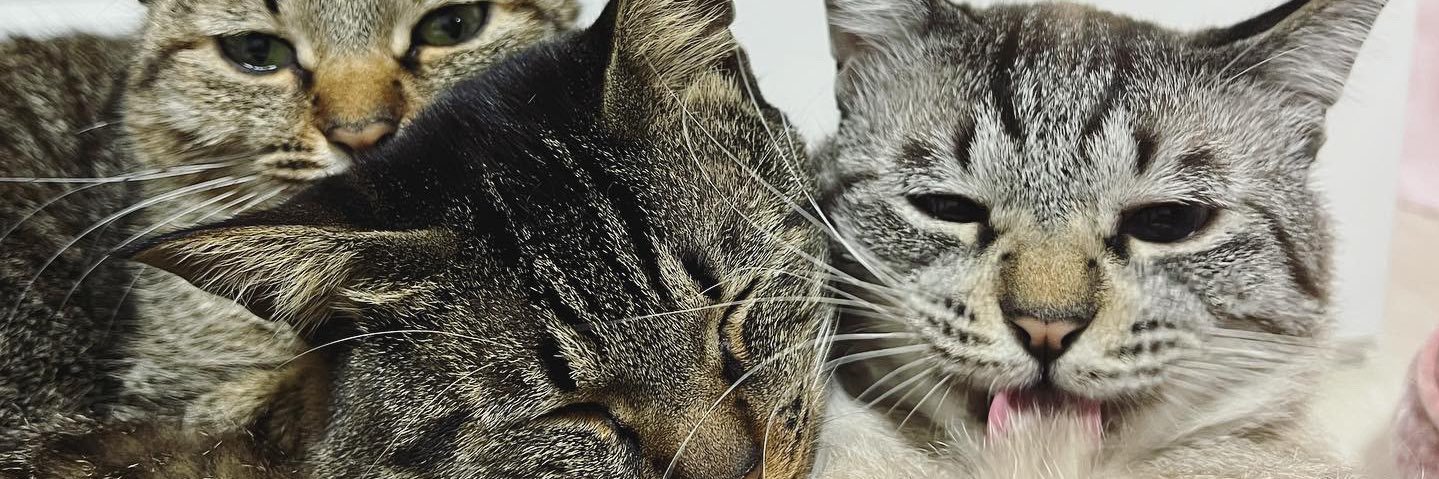 tomoesongs's profile banner image