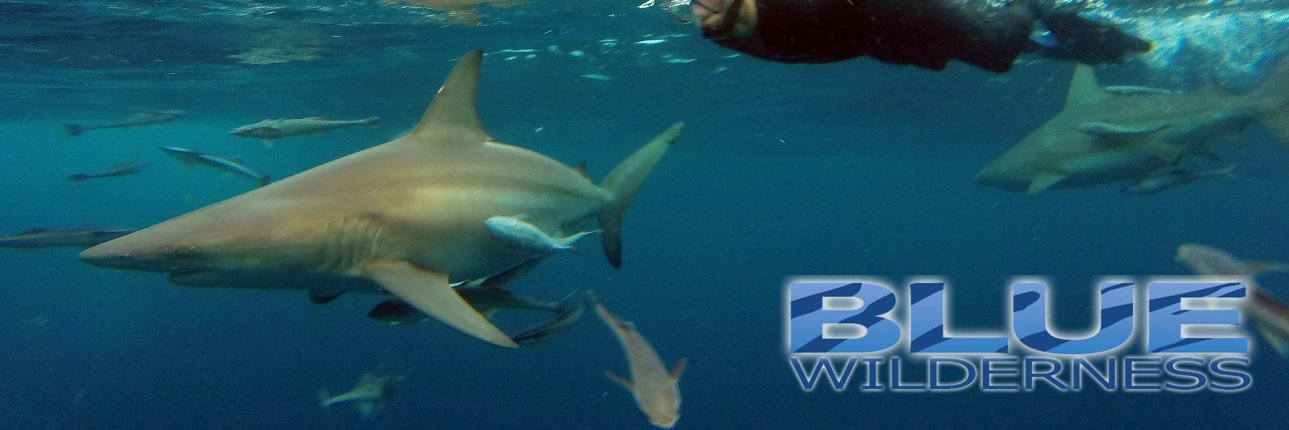 Blue_Wilderness's profile banner image