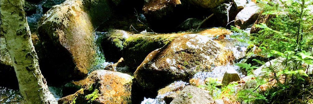 Allison_Papini's profile banner image