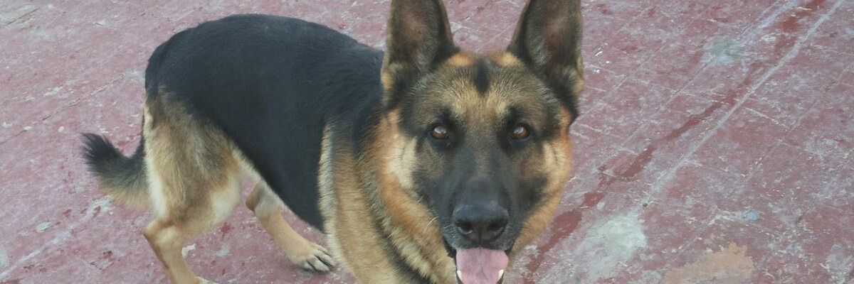 More_Xere07's profile banner image