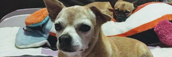 hpatvt's profile banner image