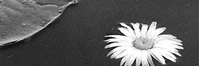 idalel's profile banner image