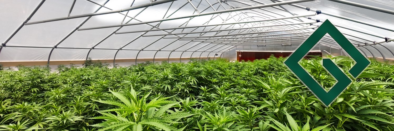 David Hasenauer banner