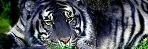 aldo_motta's profile banner image