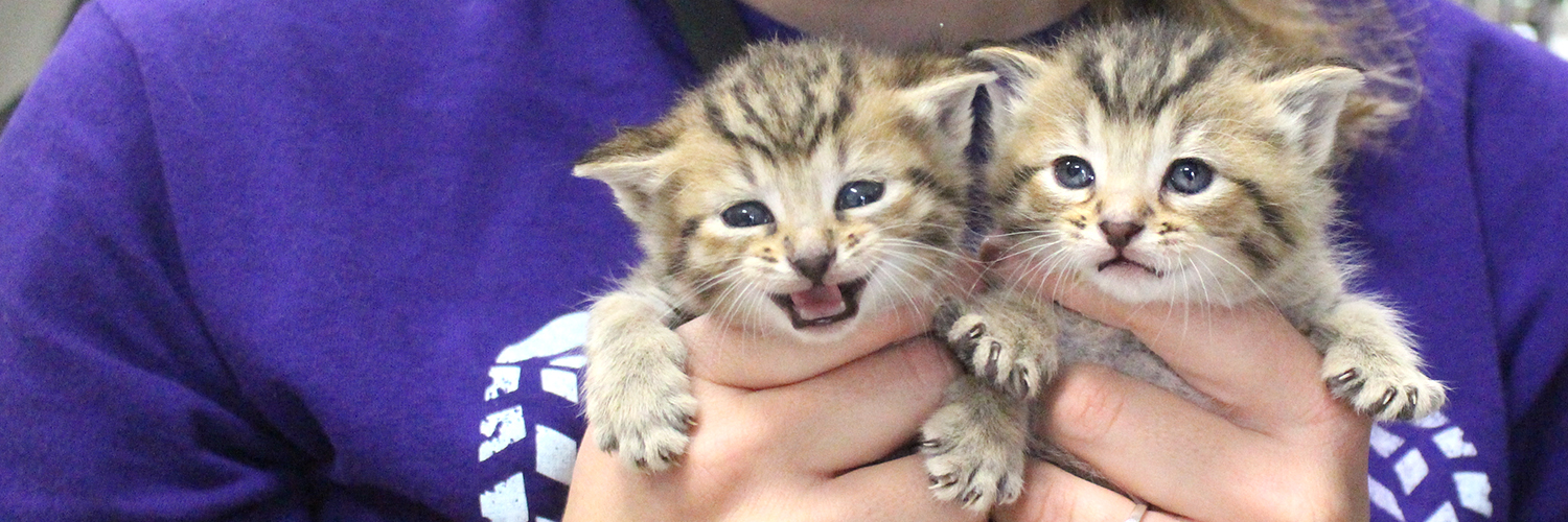 SPCA of Wake County banner