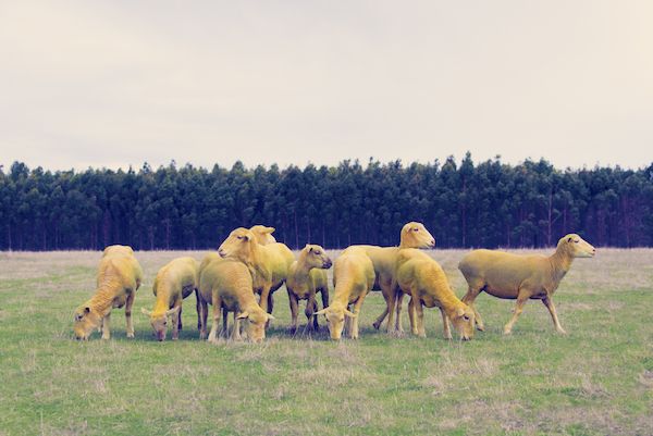 is_a_bell_bc's profile banner image