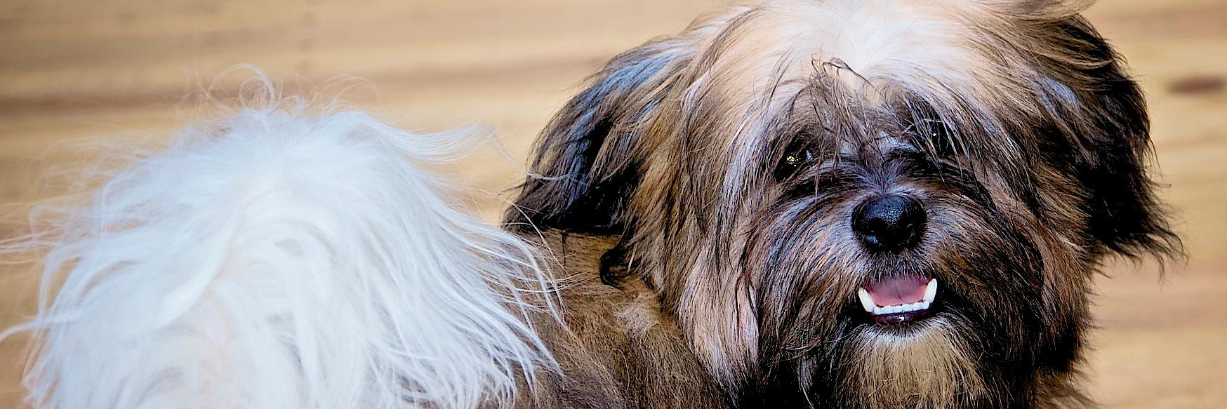 Salvador Gómez banner