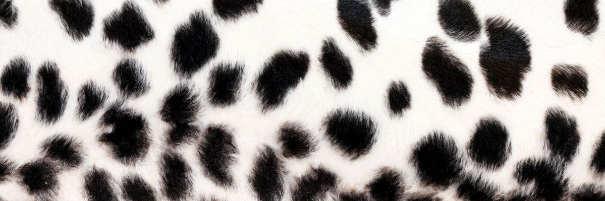 giulshes's profile banner image