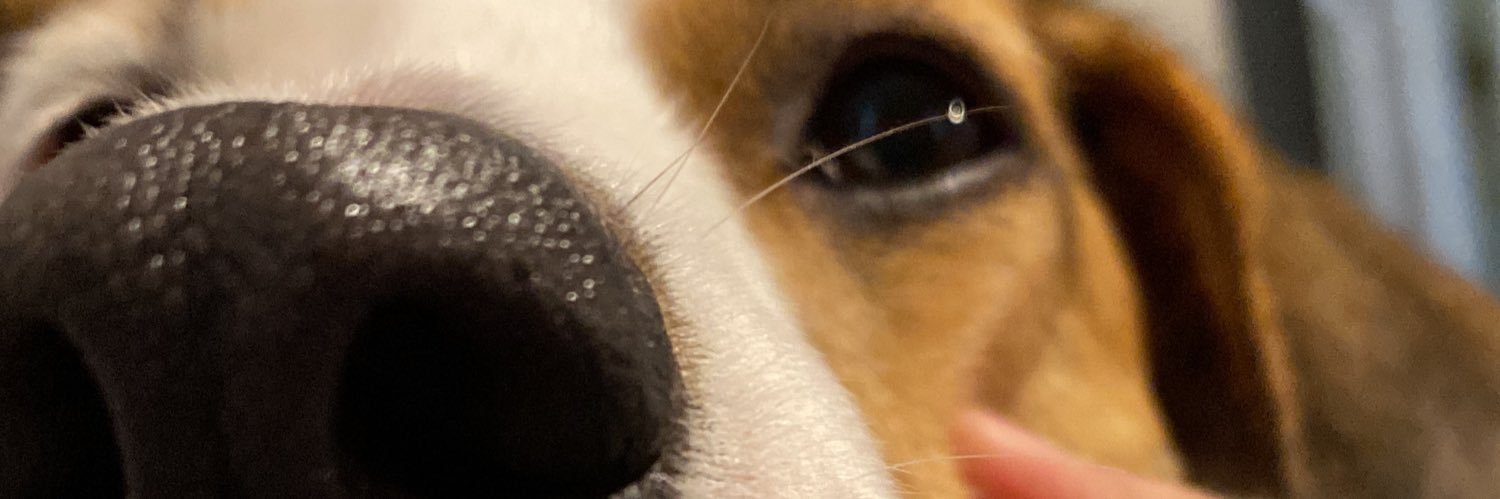 luceronanda's profile banner image