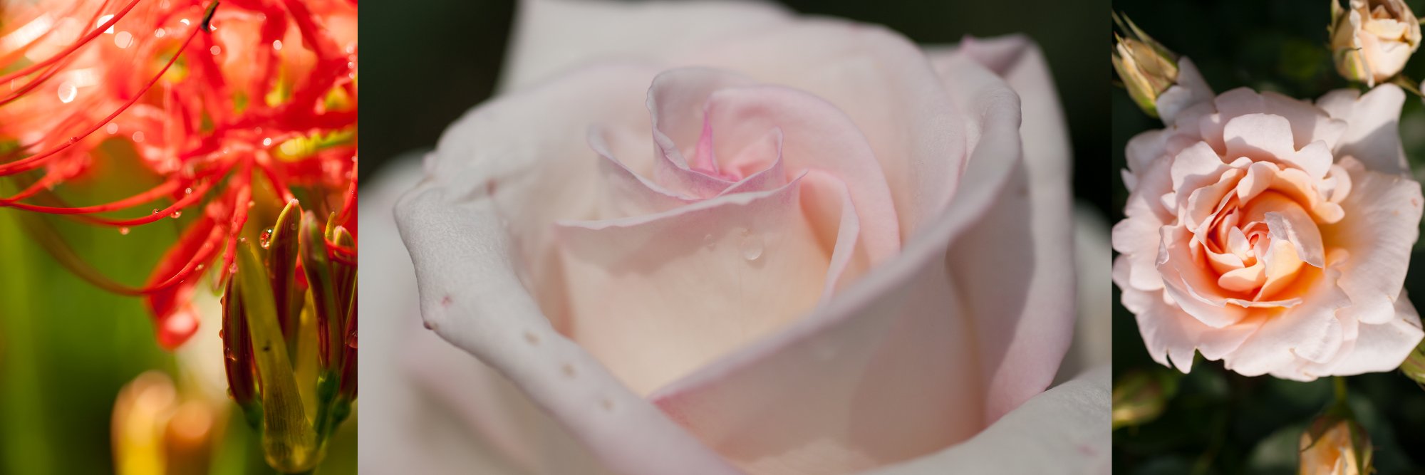 HARU3298's profile banner image