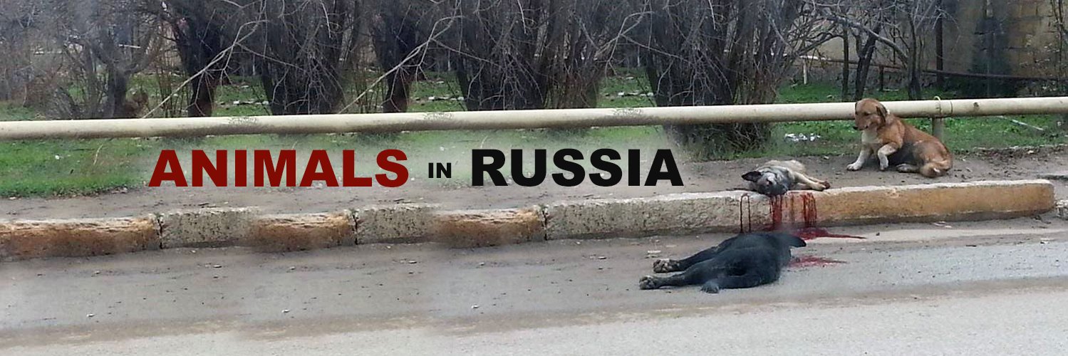 RussiaAnimals's profile banner image