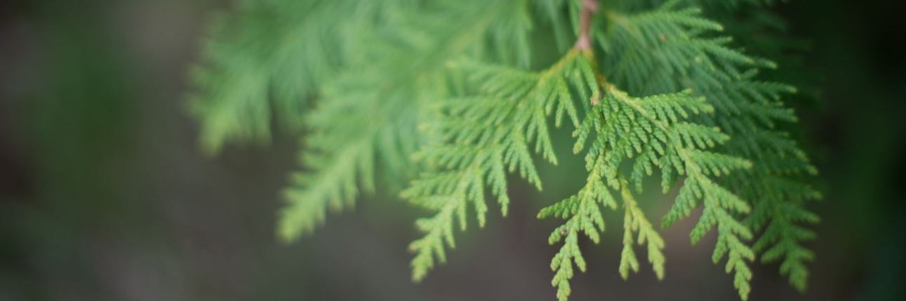 LauraThibeault's profile banner image