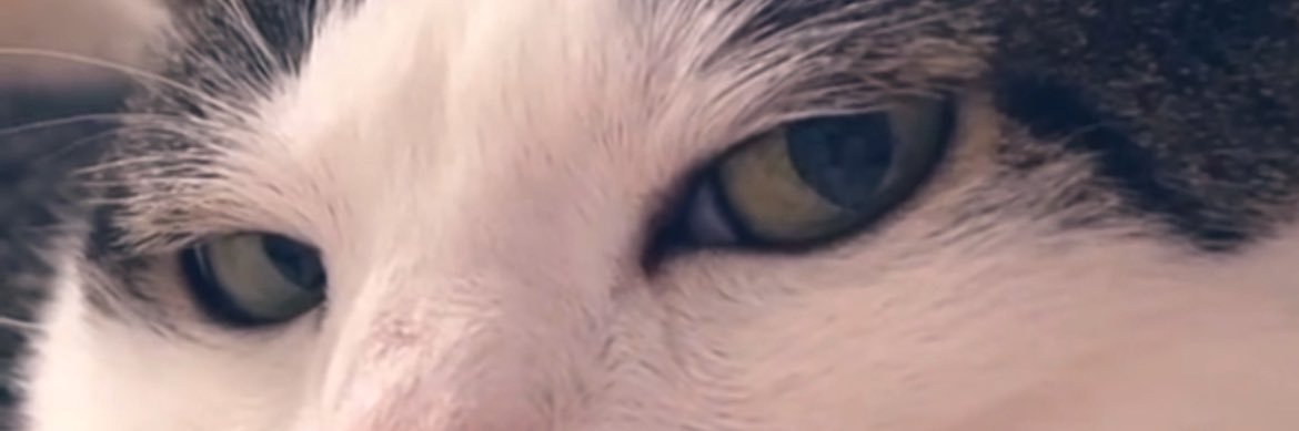 SaraNegm_'s profile banner image